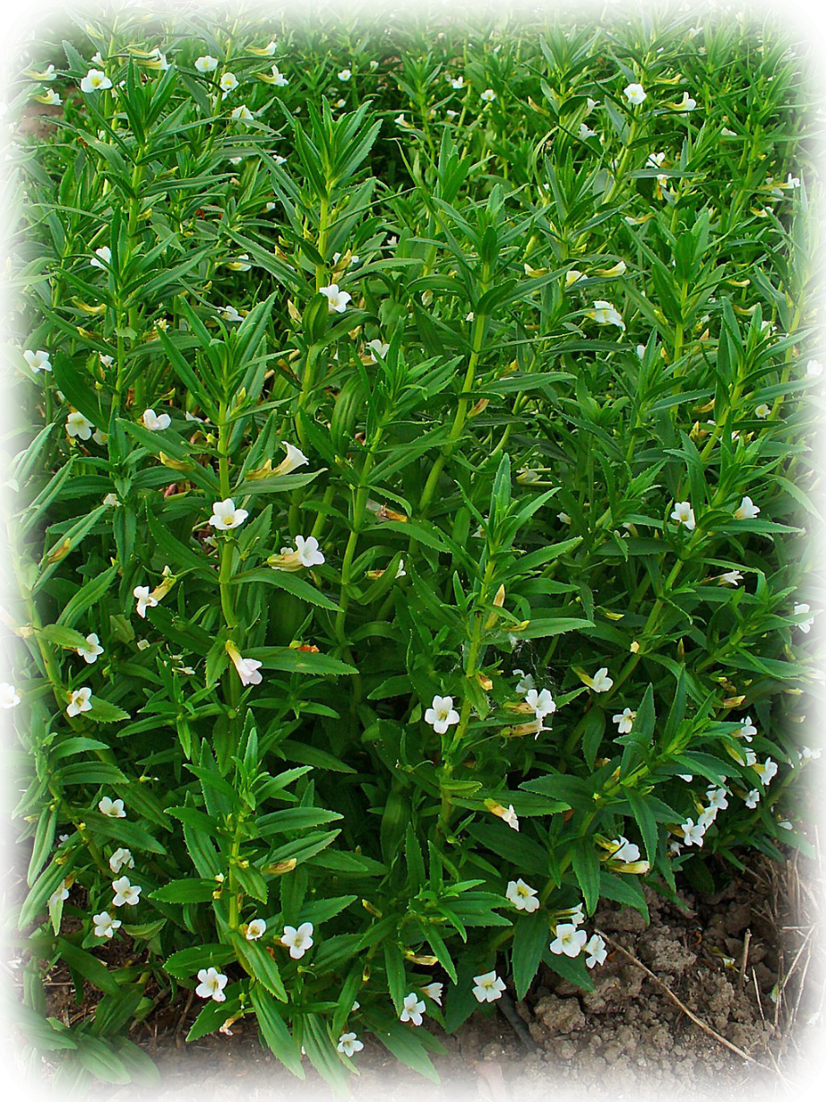 Авторство: H. Zell. Собственная работа Авран лекарственный, Gratiola officinalis L.