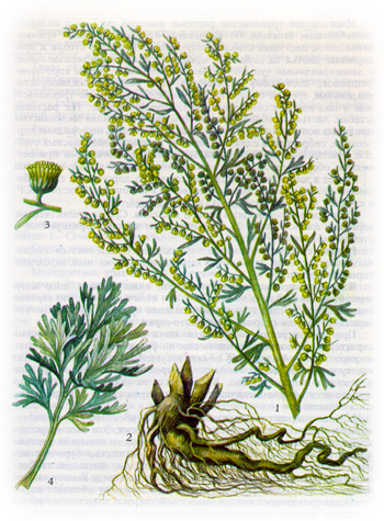 Полынь горькая – A. absinthium L. Полынь горькая – A. absinthium L.