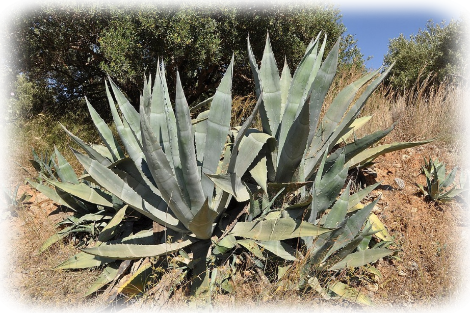 Агава американская , Agave americana L.